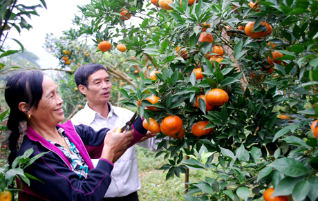 Người dân thị trấn Nông trường Trần Phú niềm vui được mùa cam
