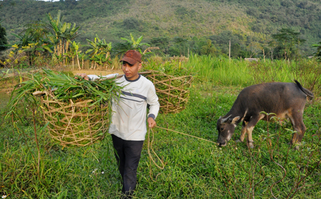 Nhân dân xã Lâm Thượng, huyện Lục Yên chủ động trồng cỏ voi làm thức ăn cho trâu, bò trong mùa đông.