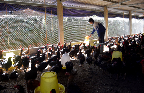 Chuồng trại chăn nuôi gà của Vàng A Công luôn bảo đảm vệ sinh sạch sẽ.