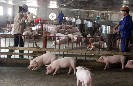 Cơ sở chăn nuôi lợn của Công ty TNHH Thành Phát, thành phố Yên Bái với 300 con lợn nái ngoại và trên 4.000 con lợn thịt.