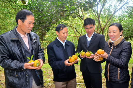 Các đồng chí lãnh đạo xã Khánh Hoà và thành viên HTX Cam sành Lục Yên thăm vườn cam của gia đình anh Nguyễn Thanh Sơn, thôn 5.