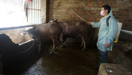 Cán bộ thú y xã Hạnh Sơn chủ động phun thuốc tiêu độc, khử trùng phòng, chống dịch bệnh trên đàn vật nuôi.