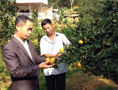 Lãnh đạo xã Hưng Thịnh, huyện Trấn Yên thăm vườn cây ăn quả của gia đình anh Lê Minh Hiến, thôn Yên Bình.