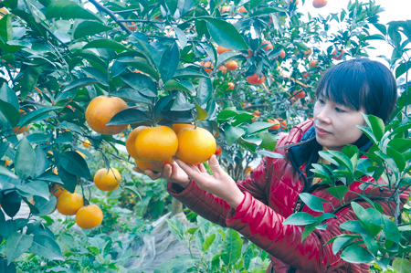 Giống cam Vinh trồng ở huyện Lục Yên mang lại năng suất và hiệu quả kinh tế cao.