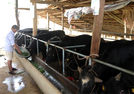 Mô hình chăn nuôi bò BBB của gia đình ông Nguyễn Văn Chiến ở thôn Chèm, xã Đông An, huyện Văn Yên.