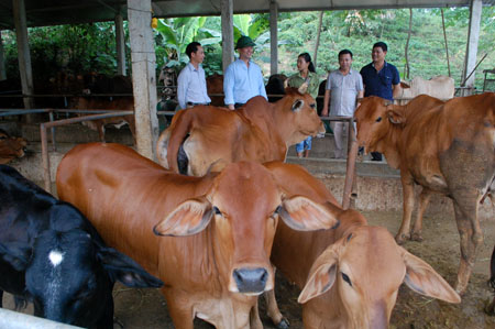 Lãnh đạo huyện Yên Bình kiểm tra công tác phòng chống đói, rét cho đàn gia súc tại xã Yên Bình.