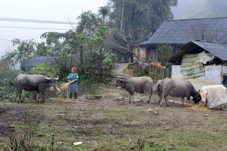 Nông dân vùng cao Bắc Hà tăng cường khẩu phần ăn đủ dinh dưỡng, đảm bảo sức khỏe cho vật nuôi.