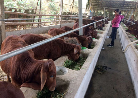 Mô hình chăn nuôi bò với quy mô trên 30 con của gia đình ông Phạm Xuân Tính, thôn Phố Nhoi, xã Yên Hưng.