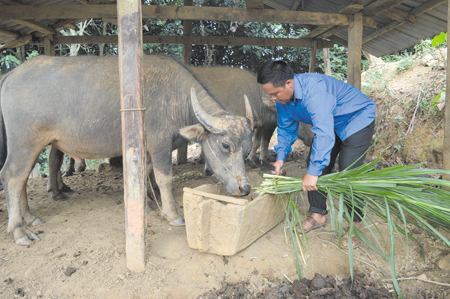 Để duy trì và phát triển đàn gia súc, người dân trên địa bàn huyện Trạm Tấu đã thực hiện nuôi nhốt gia súc và bổ sung thức ăn thô trong những ngày giá rét. (Ảnh: Thanh Tân)