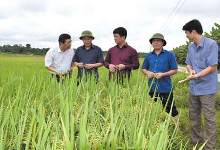 Năm 2018 Yên Bái phấn đấu tổng sản lượng lương thực có hạt.
