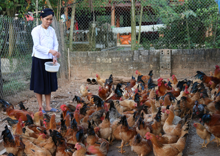Gia đình bà Dương Thị Lan phát triển chăn nuôi cho thu nhập cao.