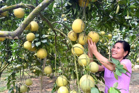 Đại Minh mùa bưởi chín.