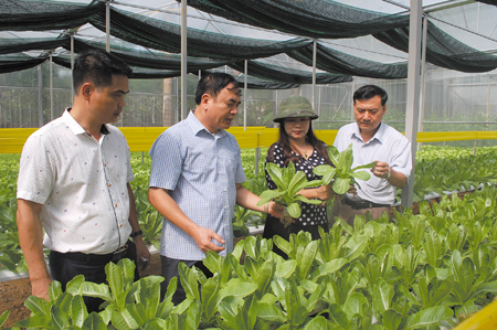 Lãnh đạo Sở Nông nghiệp và Phát triển nông thôn thăm cơ sở sản xuất rau sạch công nghệ cao bằng phương pháp thủy canh theo tiêu chuẩn VietGAP ở xã Minh Bảo, thành phố Yên Bái. (Ảnh: Thanh Chi)