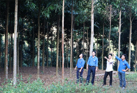 Mô hình trồng 10 ha quế của anh Đặng Văn Thanh ở thôn Vàn 1  cho thu nhập ổn định.