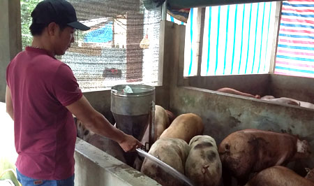Mô hình chăn nuôi lợn thịt, lợn nái của anh Hoàng Anh Tuấn, thôn Thanh Hùng 1, xã Tân Thịnh.