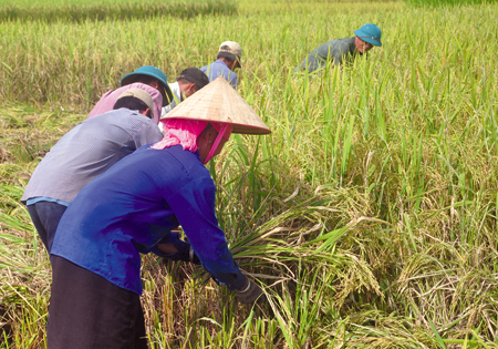 Tổng sản lượng lương thực có hạt là một trong những chỉ tiêu vượt cao của thị xã Nghĩa Lộ. (Trong ảnh: Nông dân xã Nghĩa Lợi thu hoạch lúa mùa).
