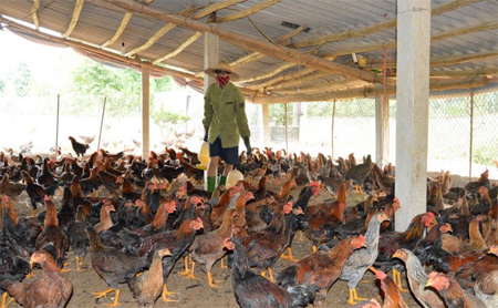 Nhiều hộ dân xã Y Can đã tái đàn chăn nuôi phục vụ nhu cầu thực phẩm cuối năm.