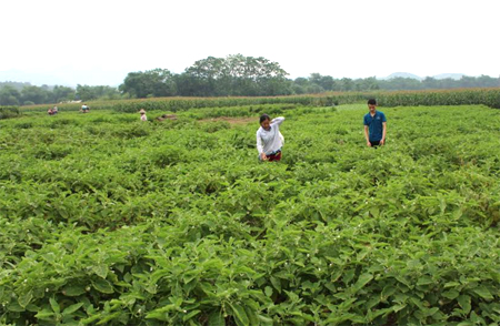 Mô hình sản xuất rau an toàn ở xã Tuy Lộc.
