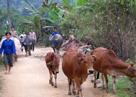 Nhờ đồng vốn tín dụng chính sách, nhiều hộ nghèo ở xã Xuân Long đã phát triển chăn nuôi trâu, bò mang lại hiệu quả kinh tế cao.