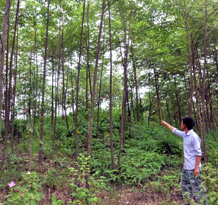Rừng kinh tế 5 năm tuổi ở thôn An Phú, xã Y Can, huyện Trấn Yên.