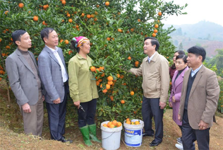 Lãnh đạo huyện Văn Chấn động viên người dân tích cực đầu tư phát triển vùng cây ăn quả có múi.