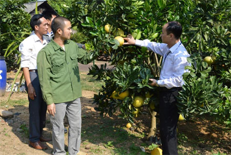 Lãnh đạo xã Châu Quế Hạ trao đổi với người dân về việc phát triển cây ăn quả.