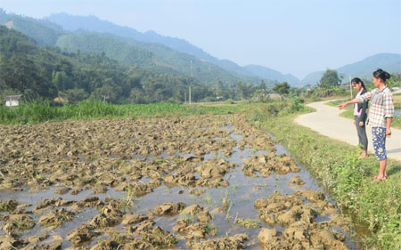 Ruộng của chị Nguyễn Thị Vẽ đang được ngâm nước để chuẩn bị cấy lúa đông xuân.