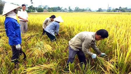 Hàng năm nông dân xã Vĩnh Lạc bảo đảm canh tác hết diện tích lúa 2 vụ, nâng cao sản lượng lương thực có hạt. (Ảnh: Văn Tuấn)
