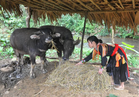 Người dân Tân Phượng dự trữ rơm rạ làm thức ăn cho gia súc trong mùa đông.