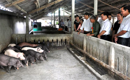 Lãnh đạo Ủy ban MTTQ tỉnh thăm mô hình chăn nuôi lợn của nông dân xã Mông Sơn, huyện Yên Bình.