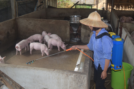 Chủ động phòng ngừa và ngăn chặn bệnh dịch tả lợn châu Phi, một trong các biện pháp là người chăn nuôi cần thực hiện tốt việc tiêu độc khử trùng, vệ sinh chuồng trại.