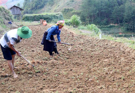 Nông dân huyện Mù Cang Chải tích cực làm đất gieo trồng cải dầu.