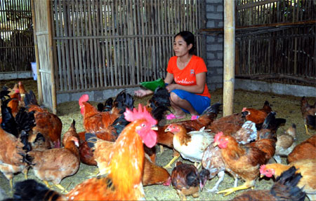 Từ nguồn vốn hỗ trợ, chị Trương Thị Mỹ Hiền, thôn Đức Tiến 1 đã phát triển nuôi gà quy mô 1.000 con/lứa cho hiệu quả kinh tế cao.