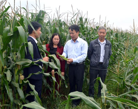 Lãnh đạo huyện Trấn Yên kiểm tra tình hình phát triển của cây ngô đông trên đất hai vụ lúa ở xã Báo Đáp.