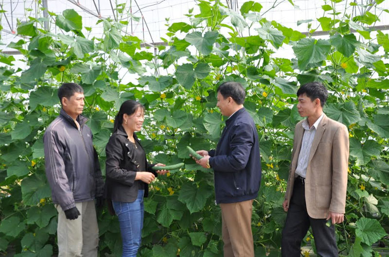 Mô hình trồng rau, củ, quả trong nhà lưới của Hợp tác xã Nông nghiệp dịch vụ hữu cơ Trung Thành đã bước đầu thành công.