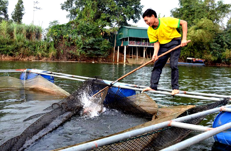 Nhờ có chính sách hỗ trợ hộ bà Nguyễn Thị Thanh, thôn Ao Khoai, xã Thịnh Hưng đã đóng mới 10 lồng và lưới quây nuôi cá trên hồ cho hiệu quả kinh tế cao.