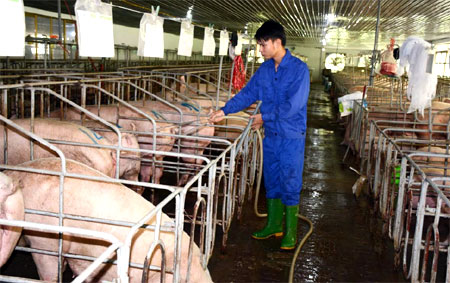 Chăn nuôi lợn theo phương thức công nghiệp tại Công ty TNHH Đầm Mỏ, xã Minh Bảo, thành phố Yên Bái.