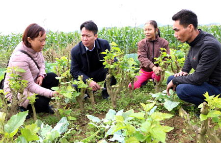 Lãnh đạo huyện Trấn Yên thăm mô hình trồng dâu ở xã Việt Thành.