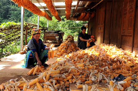 Người Mông bản Lao Chải, xã Lao Chải tích cực lao động, sản xuất nên đã chủ động được lương thực.