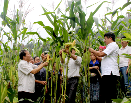Lãnh đạo huyện Mù Cang Chải kiểm tra việc trồng ngô trên đất lúa. Ảnh MQ