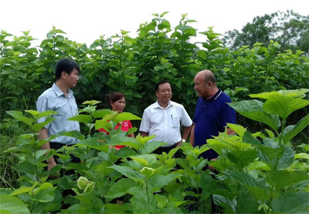 Chính sách hỗ trợ cho người trồng dâu, nuôi tằm góp phần phát huy lợi thế của các địa phương để phát triển vùng trồng dâu đạt trên 1.000 ha vào năm 2020.