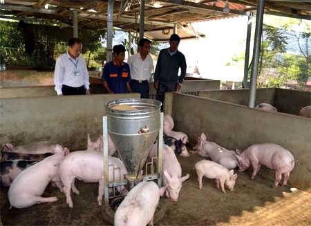 Lãnh đạo xã Châu Quế Hạ thăm mô hình chăn nuôi lợn của gia đình ông Nguyễn Văn Biết.