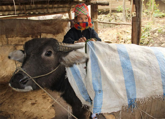 Nông dân Văn Chấn mặc ấm cho gia súc trong những ngày rét.