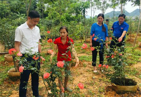 Lãnh đạo Tỉnh đoàn Yên Bái khảo sát mô hình trồng hoa của đoàn viên thanh niên huyện Lục Yên.