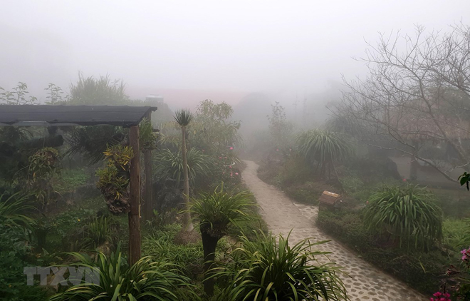 Sương mù dày đặc ảnh hưởng hoa màu và cây trồng tại thị trấn Sa Pa.