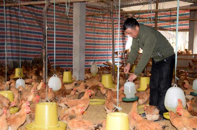 Lứa gà của anh Mai Hồng Hà sẽ xuất bán đúng dịp tết Nguyên đán Canh Tý 2020.