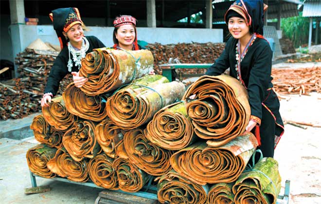 Sản phẩm quế vỏ Văn Yên là một trong những nông sản xuất khẩu có giá trị cao của tỉnh Yên Bái. (Ảnh: T.L)
