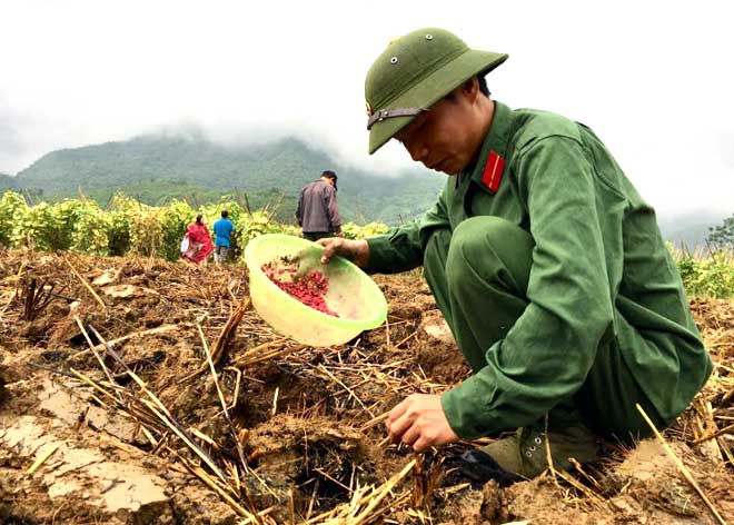 Cán bộ, chiến sĩ lực lượng vũ trang huyện Lục Yên giúp người dân xã Tô Mậu trồng ngô đông.