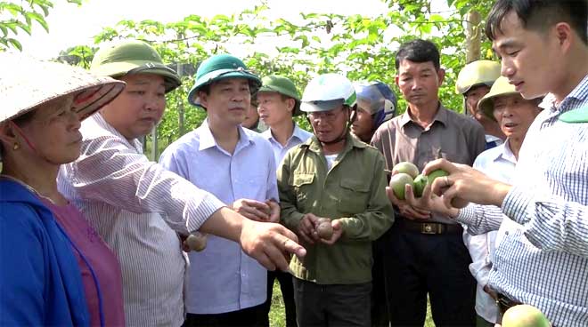 Mô hình chanh leo bước đầu mang lại tín hiệu kinh tế khả quan cho nông dân Văn Chấn.