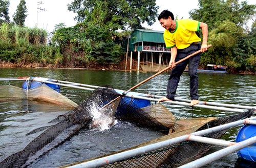 Yên Bình đang phát huy hiệu quả mô hình nuôi thủy sản an toàn